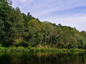 Scenic shot of trees by calm lake