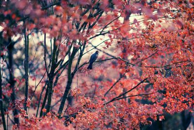 Close-up of autumn tree against sky