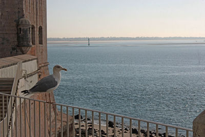 Seagull perching on railing against sea