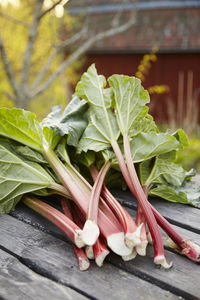 Rhubarb on wooden table