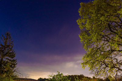 Low angle view of trees against sky at night