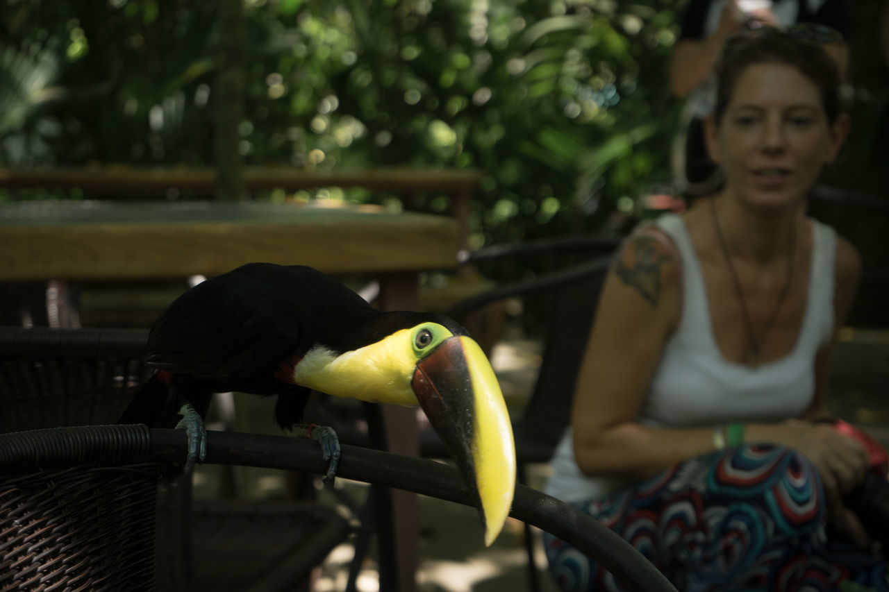 bird, animal themes, one animal, animals in the wild, animal wildlife, parrot, outdoors, day, perching, one person, real people, nature, close-up, mammal, people