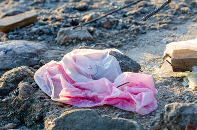 Close-up of pink rose on rock