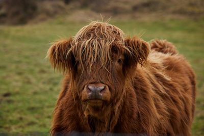 Scottish alpine cow portrait closed with blur background. ireland, co. donegal