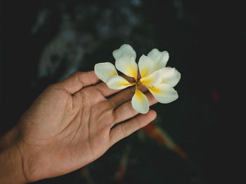 Close-up of hand holding white rose flower