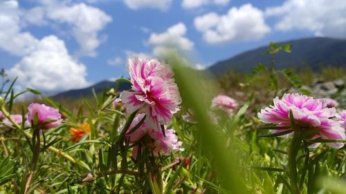 Close-up of pink flowering plants on field against sky