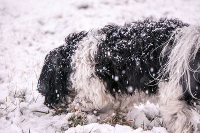 Portrait of a dog