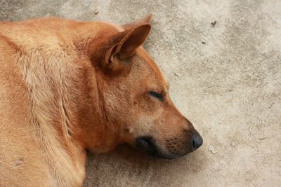 Close-up of a dog lying down