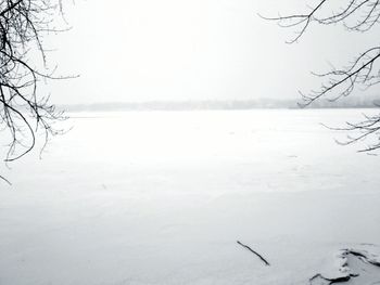 Bare trees on landscape