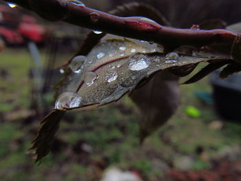 Close-up of wet leaf on snow