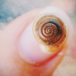 Close-up of snail