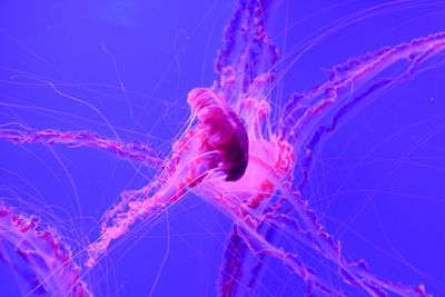 Close-up of jellyfish against blue sea