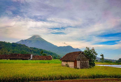 Scenic view of agricultural field by buildings against sky