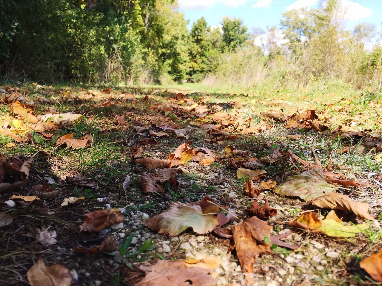 leaf, autumn, change, dry, tree, season, leaves, field, nature, forest, tranquility, tranquil scene, day, non-urban scene, natural condition, scenics, fragility, fallen, surface level, beauty in nature, outdoors, fallen leaf, remote, grassy, solitude, messy