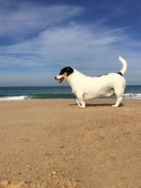 Dog standing on beach against sky