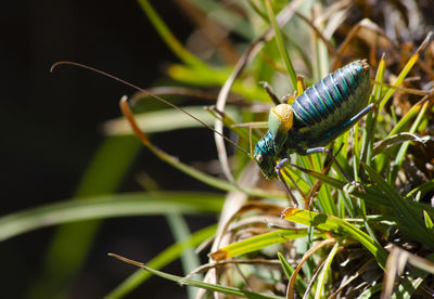 Close-up of insect on plant