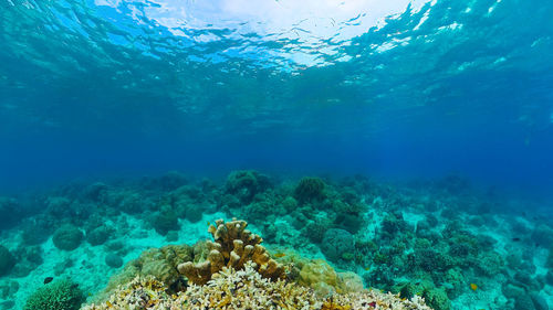 sea
