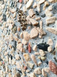 Close-up of lizard on rock