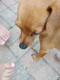 High angle view of hand with dog