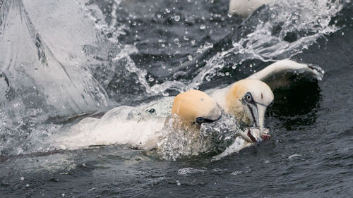 Birds catching fish in sea