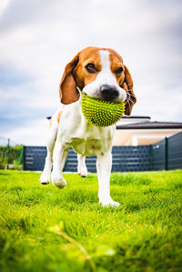 Dog carrying ball in mouth on land