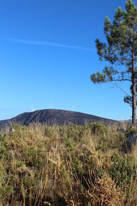 Scenic view of trees against clear sky