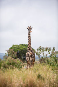 Giraffe standing on land against sky