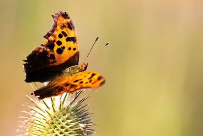 Close-up of butterfly pollinating on flower