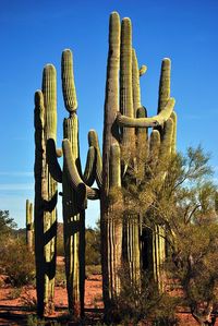 Low angle view of tree against blue sky