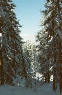 Trees in forest