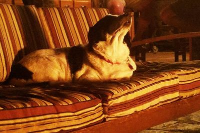 Cat sleeping on white surface