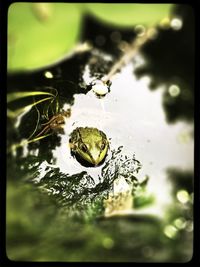 Close-up of turtle swimming in water