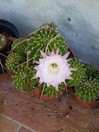 High angle view of succulent plant in pot