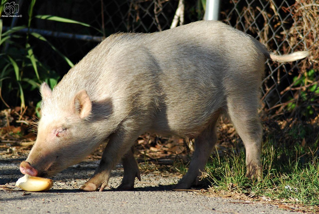 one animal, animal themes, pig, animals in the wild, mammal, day, piglet, no people, outdoors, full length, close-up