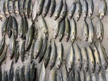 Full frame shot of fish for sale in market