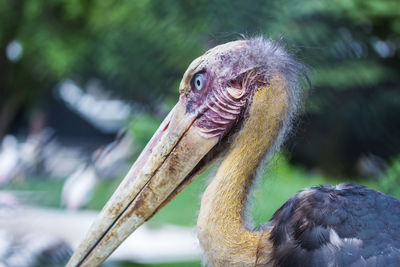 Close-up portrait of bird