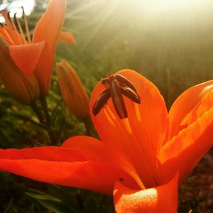 Close-up of orange day lily blooming outdoors