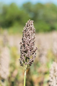 Close-up of flowering plant on land