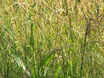 Close-up of green grass in field