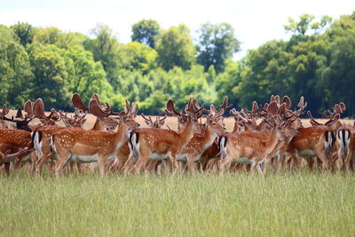 Deers in a field