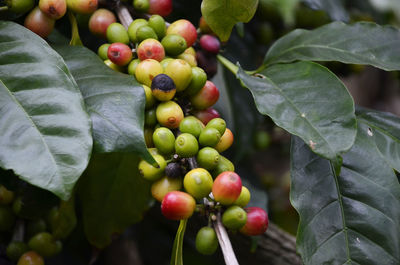 Close-up of fruits growing on plant