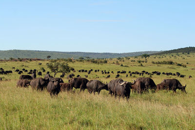 Flock of sheep in a field