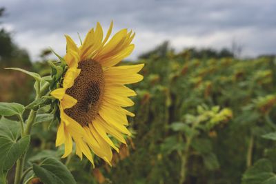 Close-up of sunflower on field against sky