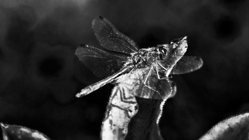 Close-up of dragonfly