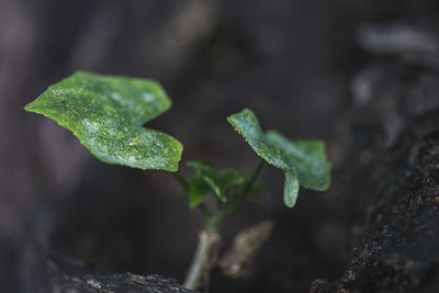 Close-up of dew on plant