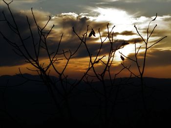 Silhouette plants against sky during sunset