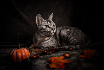 Cat lying on a pumpkin