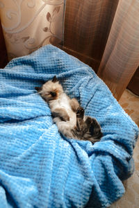 High angle view of dog sleeping on bed