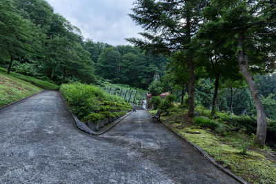 Road passing through trees