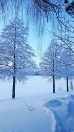 Bare trees on snow covered landscape